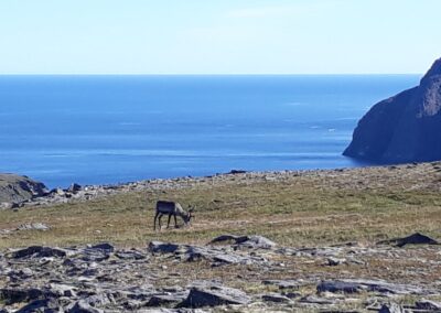 Escursione a Knivskjellodden il vero Capo Nord