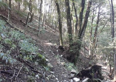 Escursione Sentiero dei Grandi Alberi da Morterone (Lecco)