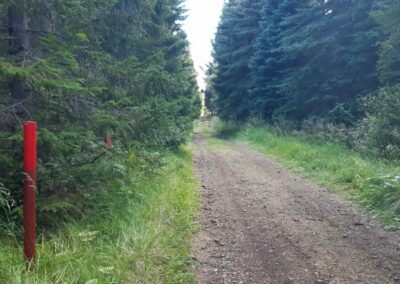 escursione islanda foresta di Hallormsstaður